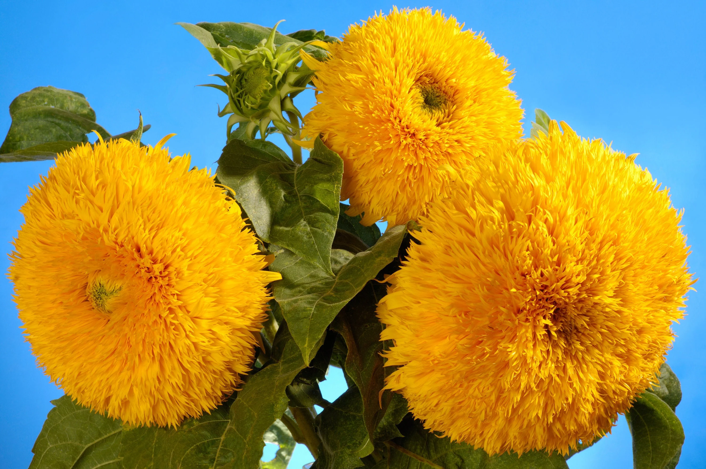 100 Double Dwarf Sungold Sunflower Helianthus Yellow Teddy Bear Flower Seeds | www.seedsplantworld.com