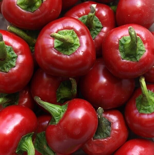 50+ Red Cherry Hots Hot Pepper Cherry Bomb Heirloom Vegetable Seeds | www.seedsplantworld.com