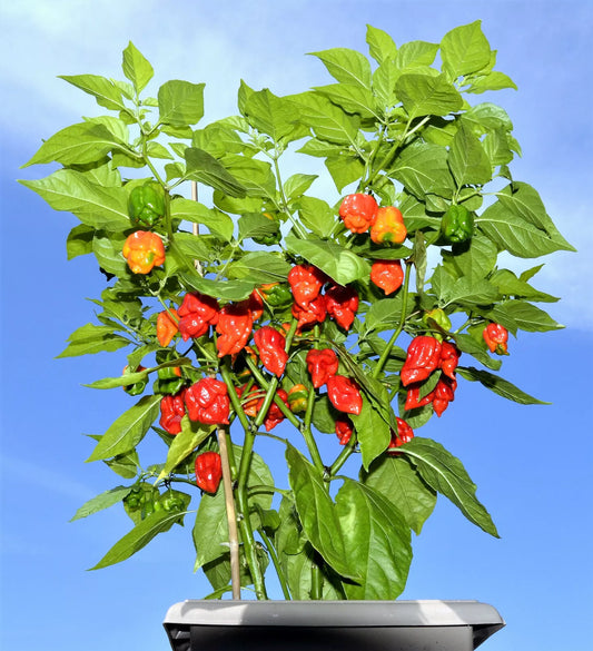 10 Red Carolina Reaper Pepper World'S Hottest Capsicum Chinense Hot Chili Seeds | www.seedsplantworld.com