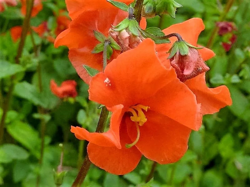 50 Scarlet Mask Flower Hummingbird Plant Red Alonsoa Warscewiczii Seeds | www.seedsplantworld.com