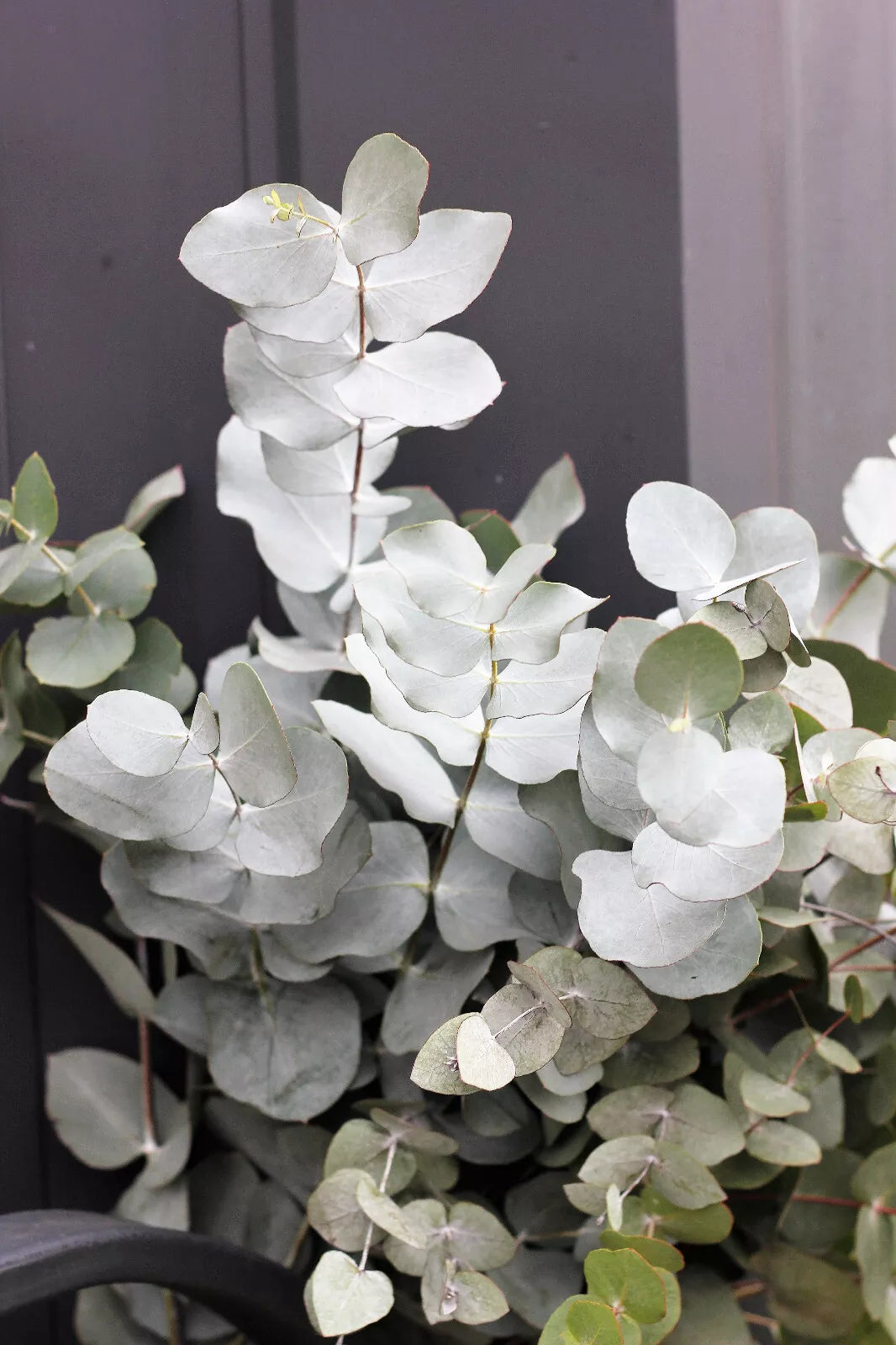 20 Silver Drop Eucalyptus Gunnii Cider Gum Silver Blue Foliage Florist Tree Seeds | www.seedsplantworld.com