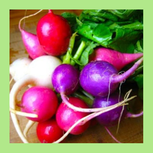 180 Radish Easter Egg Blend Colorful Radish Mix Vegetable Seeds | www.seedsplantworld.com