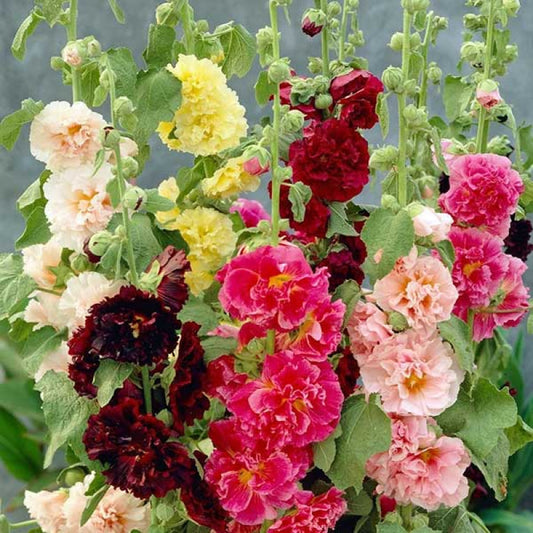 22 Hollyhock Summer Carnival Mix Flower Seeds | www.seedsplantworld.com