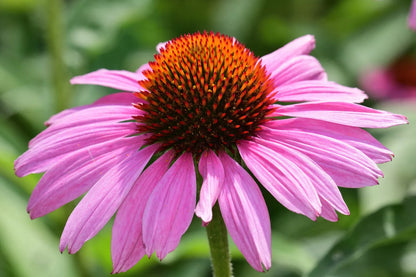 Purple Echinacea 100 Seeds