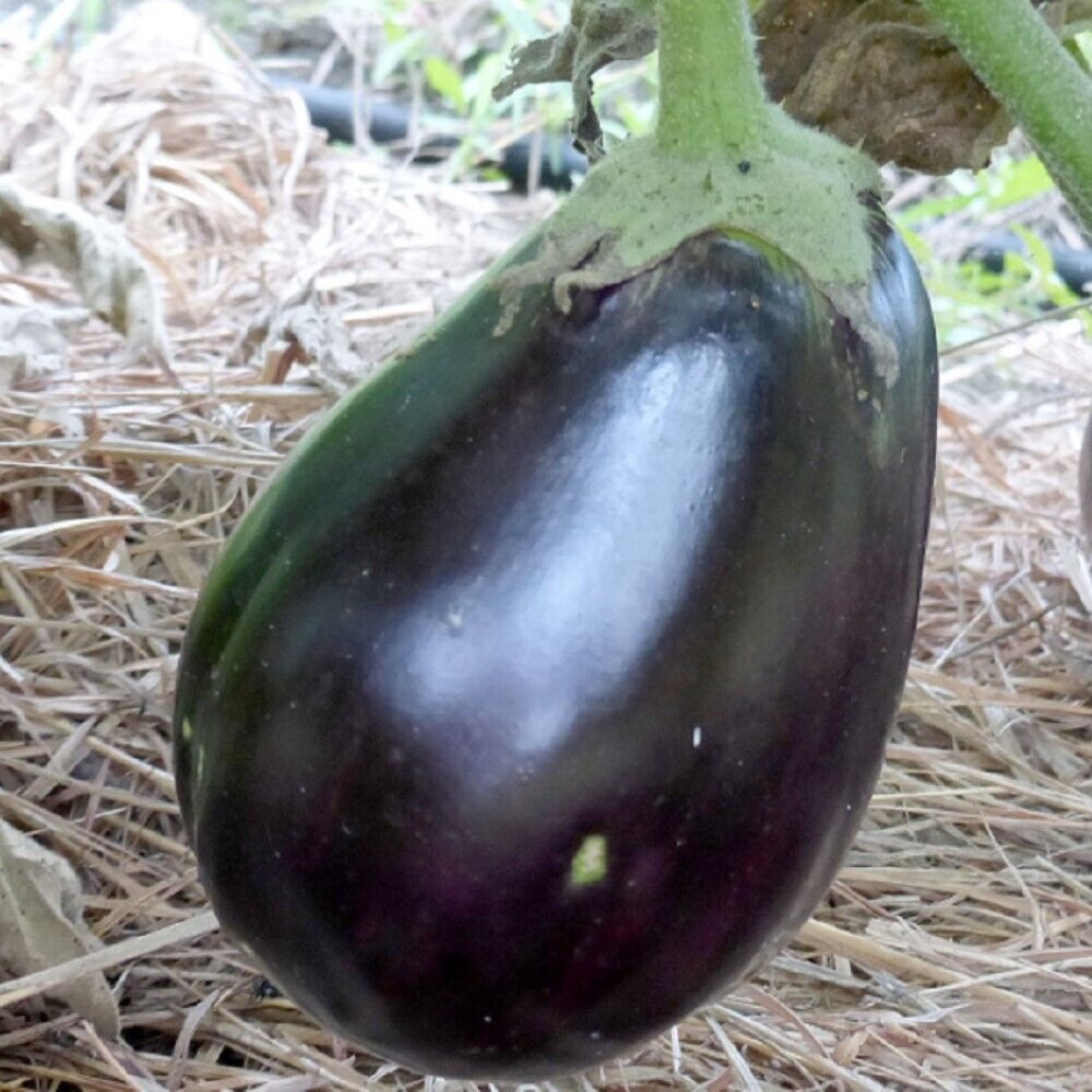 50 Black Beauty Eggplant NON-GMO Heirloom Fruit Seeds | www.seedsplantworld.com