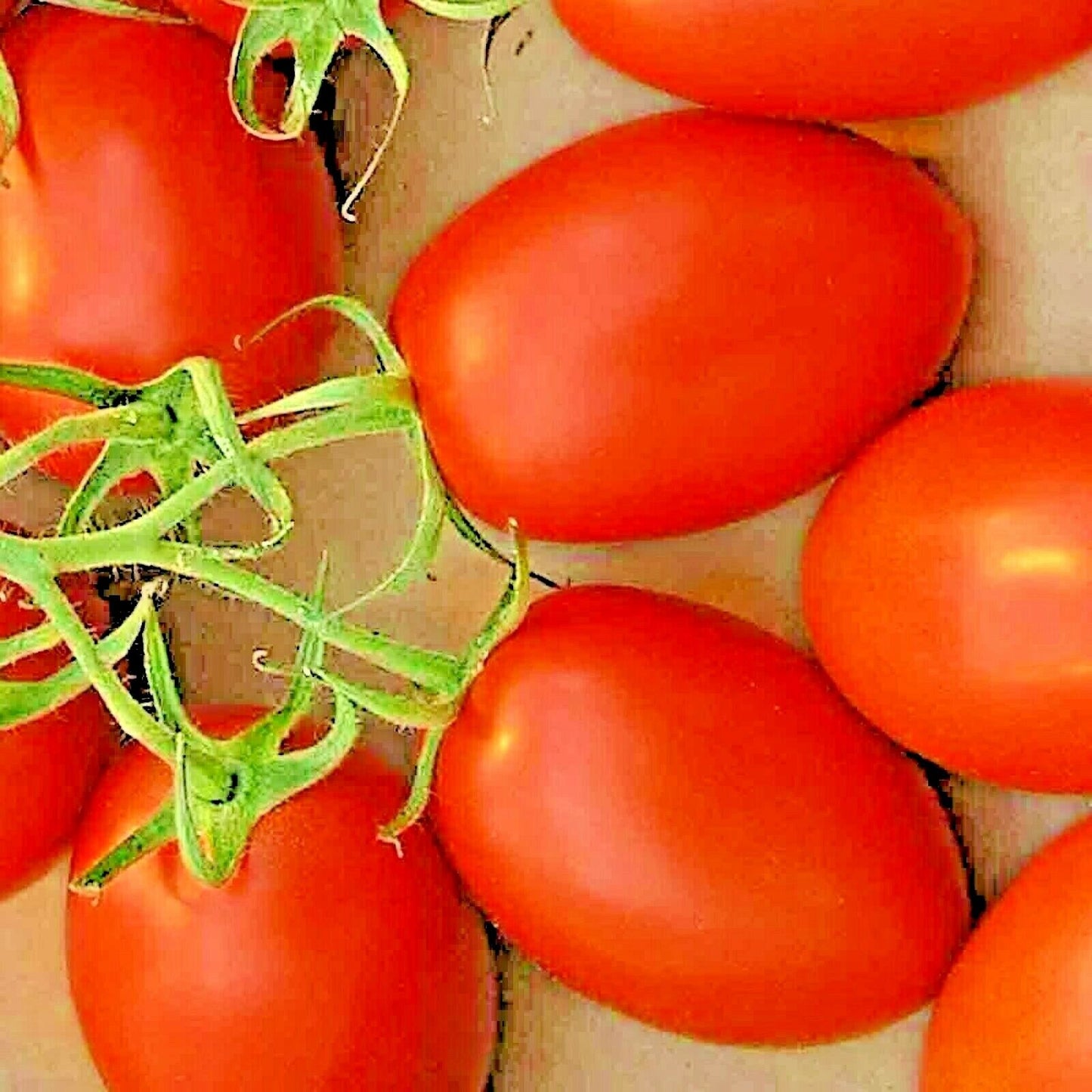 100 Roma Tomato Non-Gmo Spring Vegetable Seeds | www.seedsplantworld.com