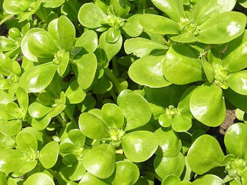 250+ Purslane Golden Portulaca Sativa Green Edible Herb Seeds | www.seedsplantworld.com