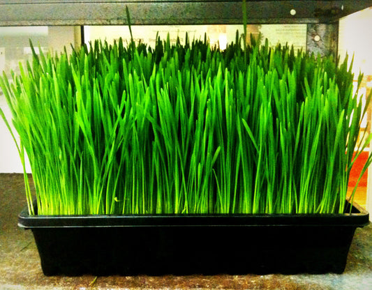 240 Wheatgrass Wheat/Cat Grass Sprouts Vegetable Seeds | www.seedsplantworld.com