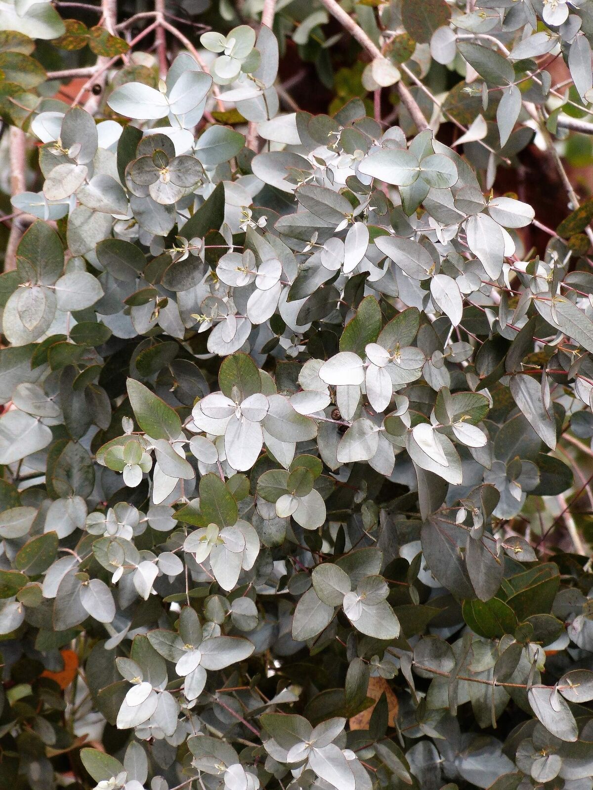 10 Silver Box Eucalyptus Pruinosa Silvery Blue-Green Foliage Yellow Flower Seeds | www.seedsplantworld.com