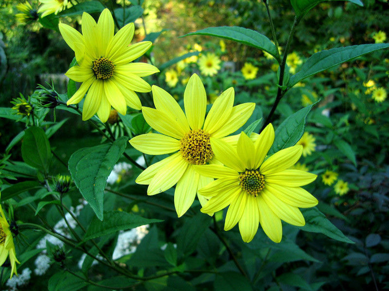 80 Sunflower Lemon Queen Sunflower Yellow Blooms Flower Seeds | www.seedsplantworld.com