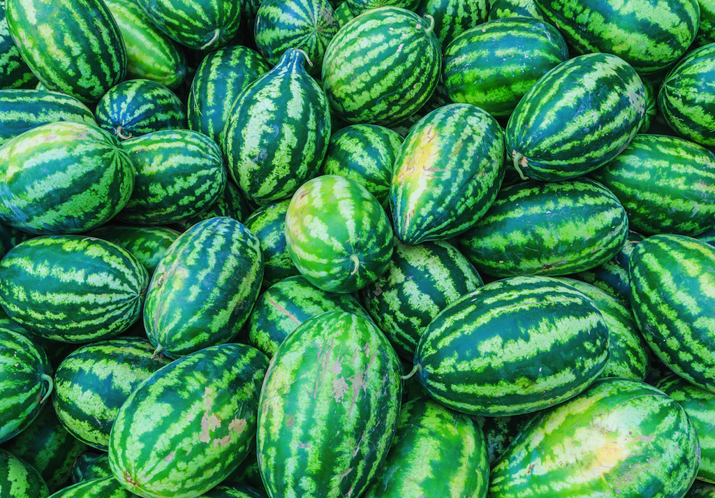 20 Ct Congo Watermelon 35-50 lbs NON-GMO Fruit Seeds | www.seedsplantworld.com