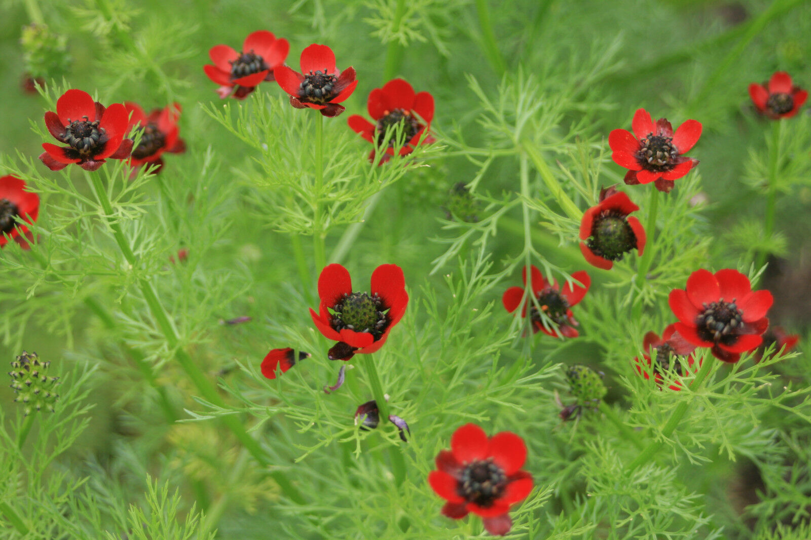 80 Pheasant Pheasants Eye Annual Red Flower Seeds | www.seedsplantworld.com