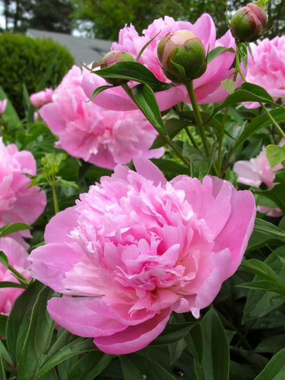 4 Double Peony Special Perennial Flower Bulb Root Plants (4 Vibrant Colors) Bulbs Plant | www.seedsplantworld.com