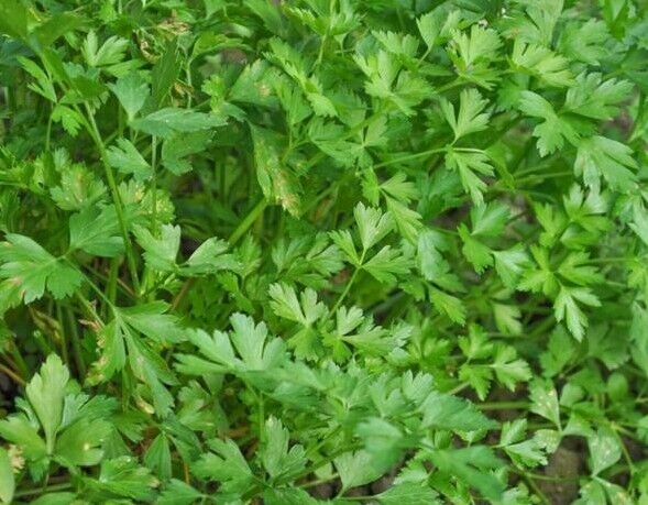 1000+ Dark Green Italian Parsley Flat Leaf NON-GMO Herb Seeds | www.seedsplantworld.com