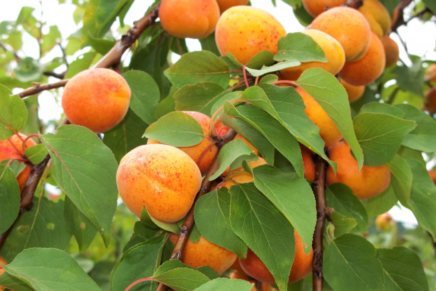 5 Common Apricot Fruit Tree Prunus Armeniaca White Pink Flower Seeds | www.seedsplantworld.com