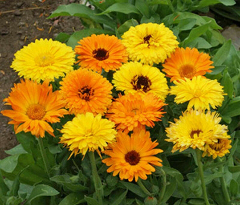 150 Ct Calendula Seeds Pacific Beauty Mix Annual Flower Seeds | www.seedsplantworld.com