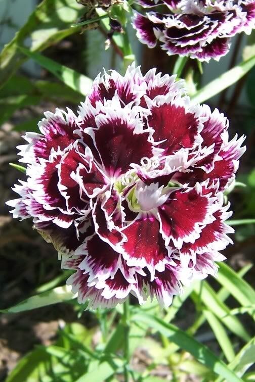 50 Velvet N Lace Dianthus Plumarius Flower Seeds | www.seedsplantworld.com