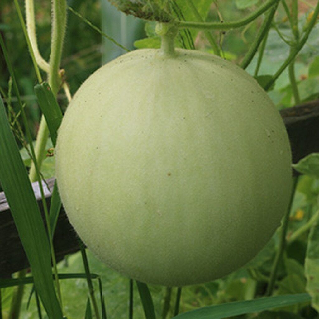 50+ Honey Dew Green Flesh Cantaloupe Melon NON-GMO Fruit Seeds | www.seedsplantworld.com