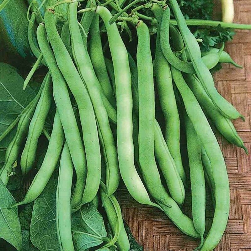 50 Ct Provider Bean Bush Green Garden Heirloom Vegetable Seeds | www.seedsplantworld.com