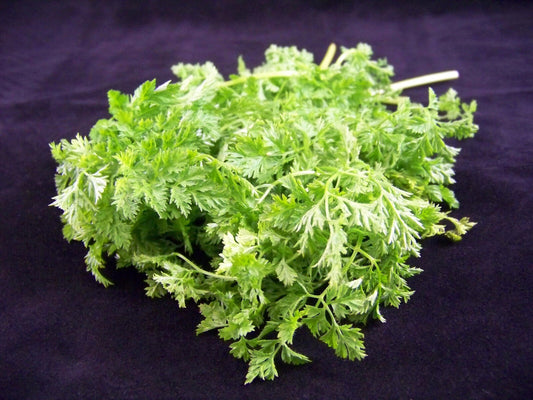 200 Brussels Winter Chervil Gourmet European Heirloom Herb Vegetable Seeds | www.seedsplantworld.com