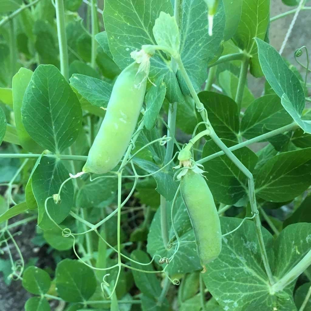 25 Ct Pea Early Alaska Pod Garden Heirloom NON-GMO Vegetable Seeds | www.seedsplantworld.com