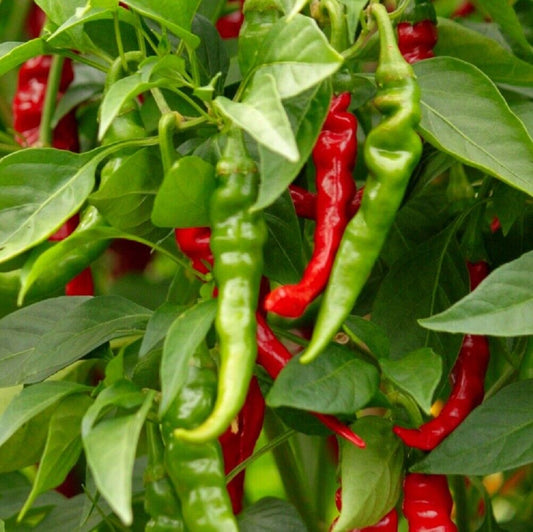 100 Long Slim Cayenne Hot Pepper NON-GMO Heirloom Vegetable Seeds | www.seedsplantworld.com