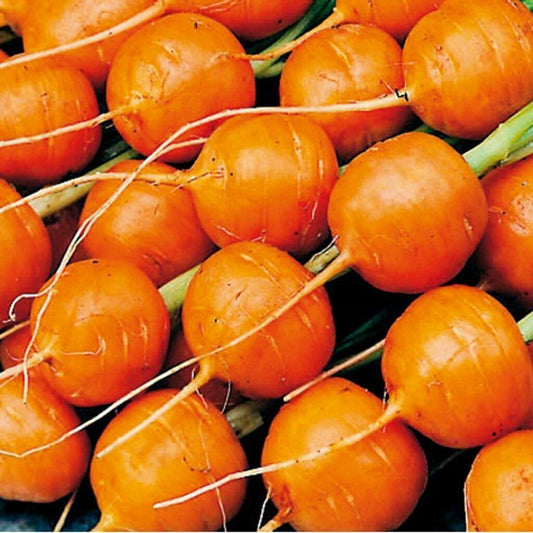 500+ Parisian Carrot Daucus Carota Garden NON-GMO Vegetable Seeds | www.seedsplantworld.com