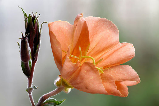 10 Sunset Boulevard Primrose Orange Evening Oenothera Versicolor Flower Seeds | www.seedsplantworld.com