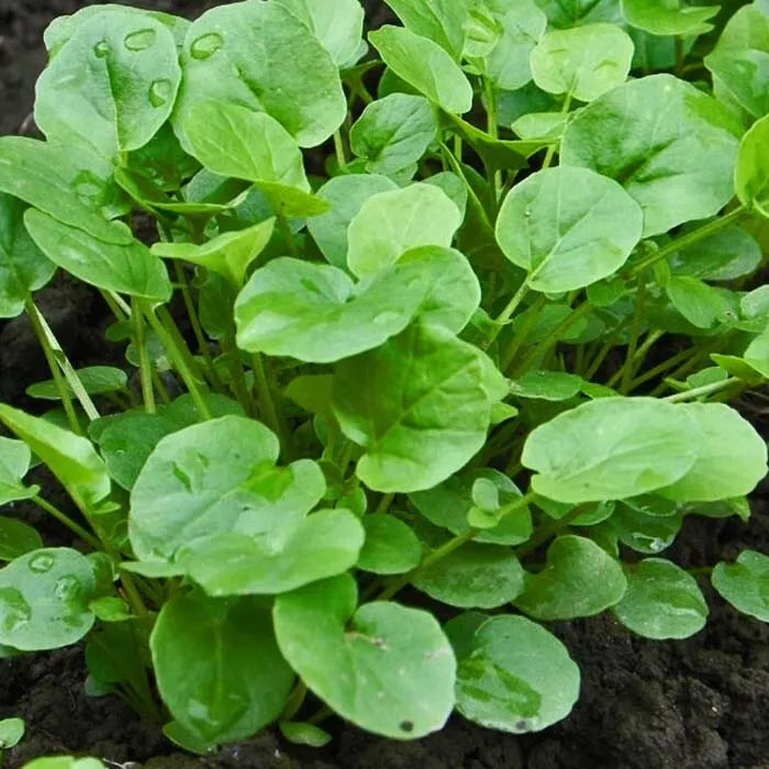 1000 Upland Cress Seeds Heirloom Non-GMO Herb Seeds | www.seedsplantworld.com