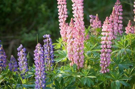 50 Lupine Pixie Delight Mix Dwarf Flower Seeds | www.seedsplantworld.com