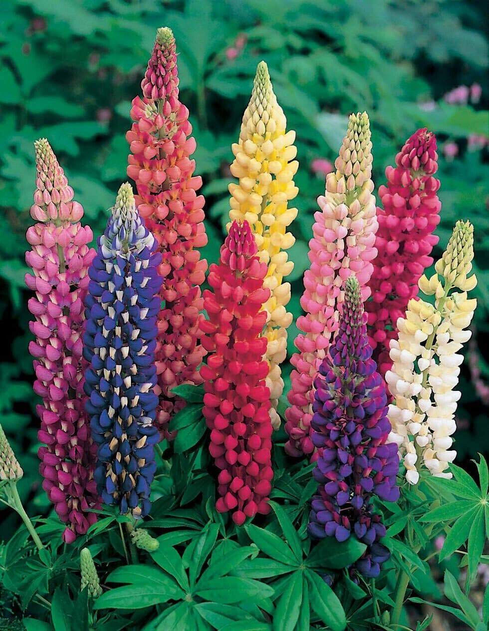 35 Lupine Russell Lupine Perennial Flower Seeds | www.seedsplantworld.com