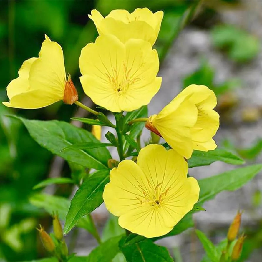 500 Yellow Common Evening Primrose Seeds Non-GMO Flower Seeds | www.seedsplantworld.com