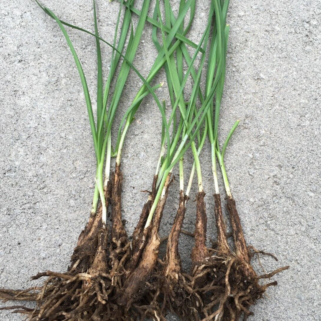 15 Organics Garlic Chives Live Plant Bare Roots Hardy Perennial Herb Jiu Cai | www.seedsplantworld.com