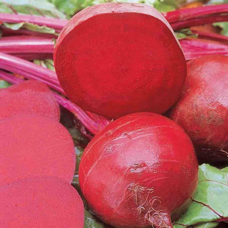 100 Ct Beet Ruby Queen Garden NON-GMO Vegetable Seeds | www.seedsplantworld.com