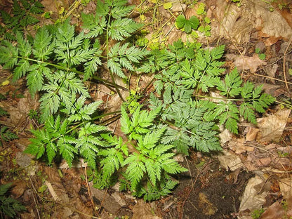 Queen Anns Lace 1000 Seeds | www.seedsplantworld.com