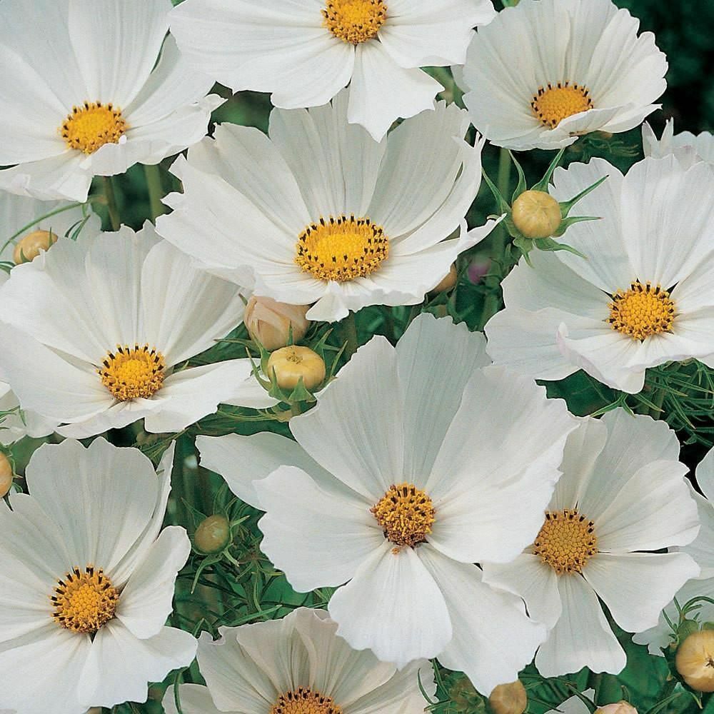 100 Ct Cosmos Purity White Flower Seeds | www.seedsplantworld.com