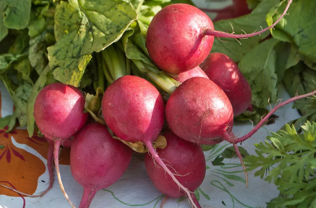 360 Radish Comet Red White Inside Vegetable Seeds. | www.seedsplantworld.com