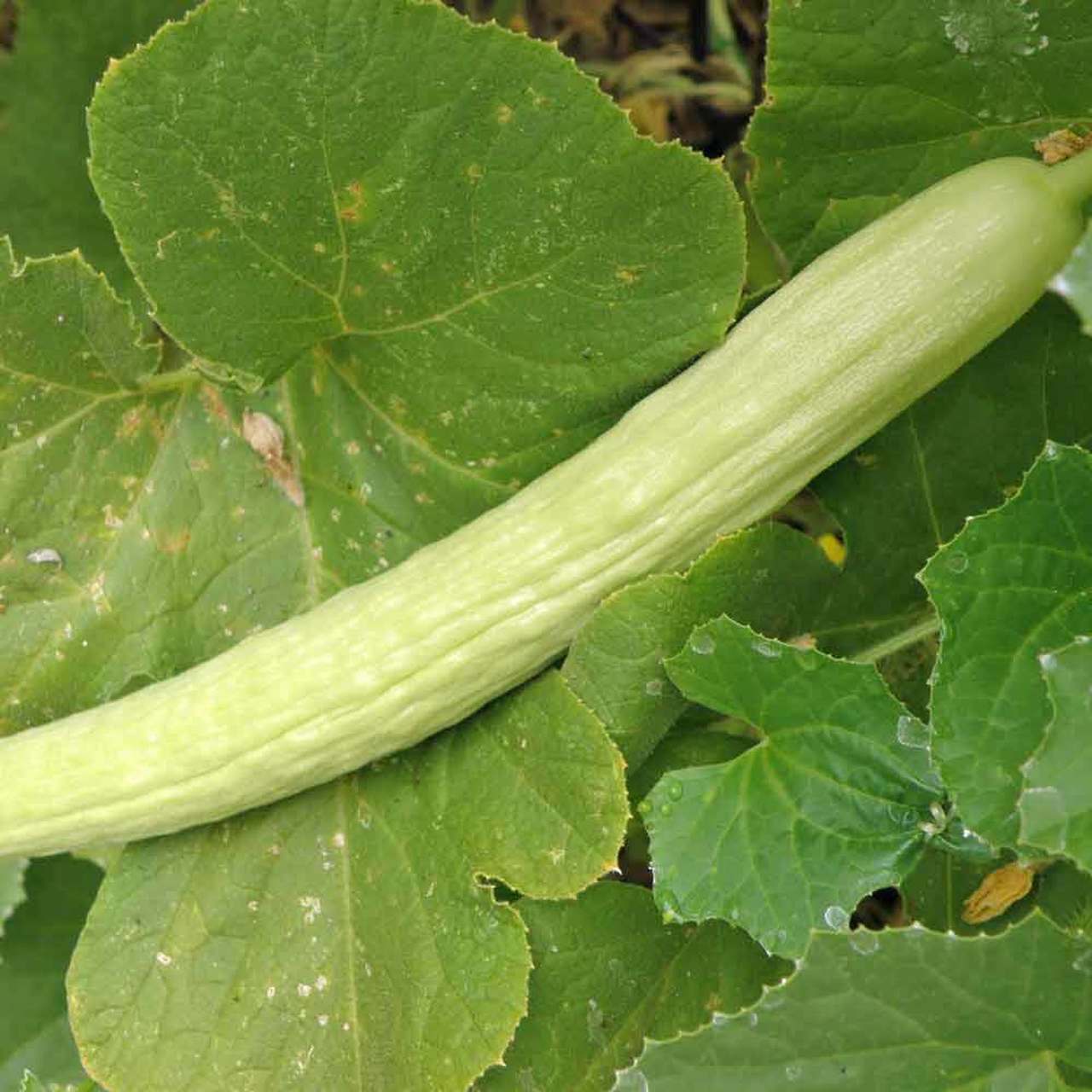 50+ Pale Armenian Cucumber Long Snake Serpent Vegetable Seeds | www.seedsplantworld.com