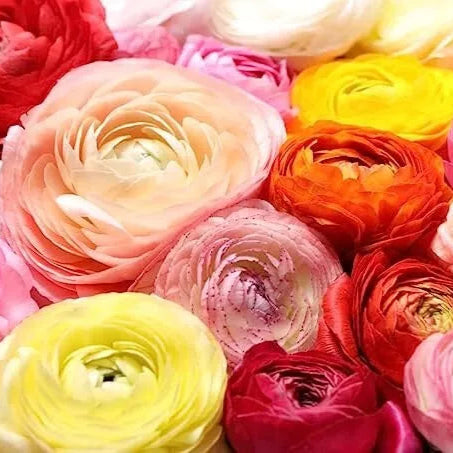 50 Ranunculus Mixed Shades Bulbs Plants