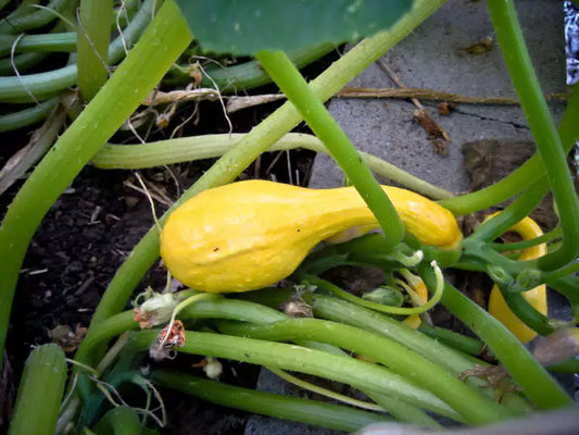 50 Yellow Crookneck Squash Summer Cucurbita Pepo Vegetable Seeds | www.seedsplantworld.com