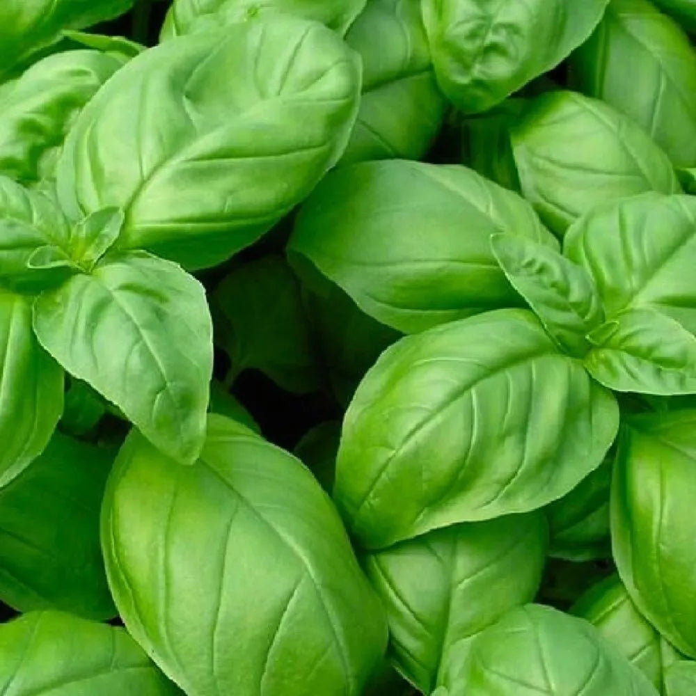 300 Sweet Basil Seeds Heirloom Non-GMO Herb Seeds | www.seedsplantworld.com