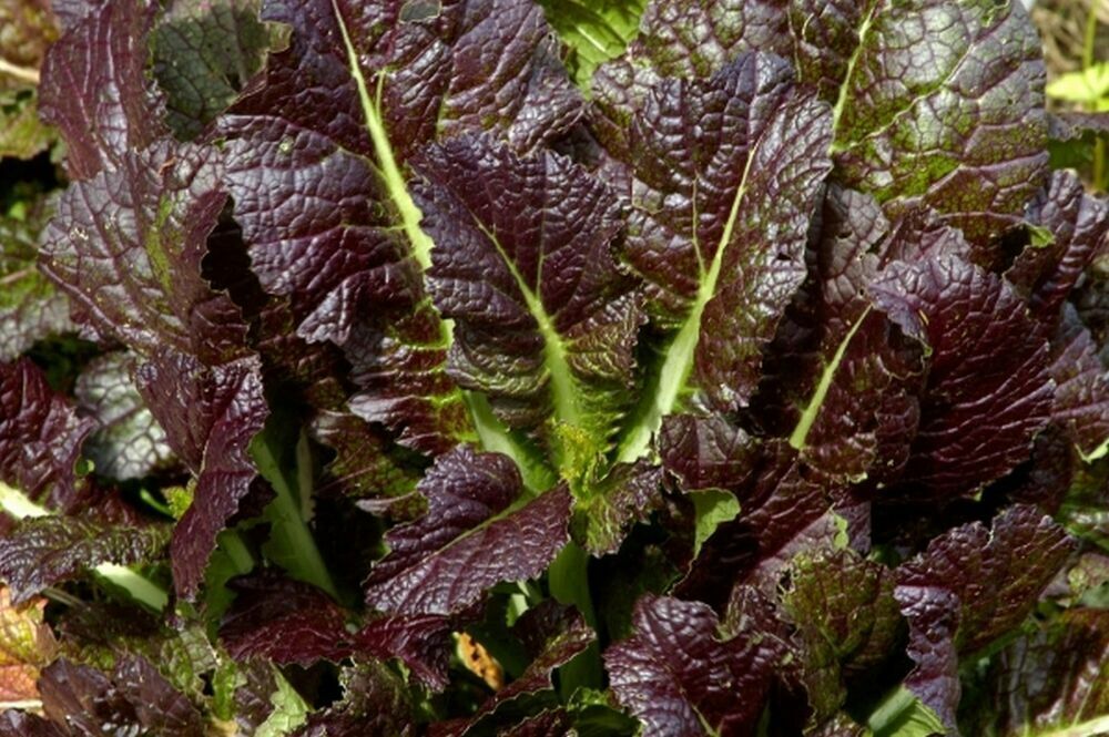 1000+ Mustard Giant Red Greens Garden NON-GMO Vegetable Seeds | www.seedsplantworld.com