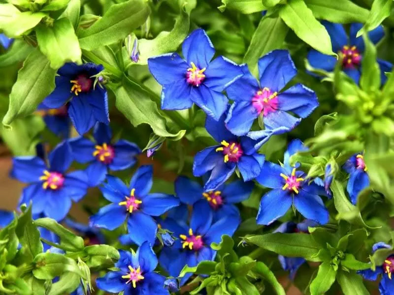 100 Blue & Scarlet Pimpernel Anagallis Monellii Anagallis Arvensis Flower Seeds | www.seedsplantworld.com