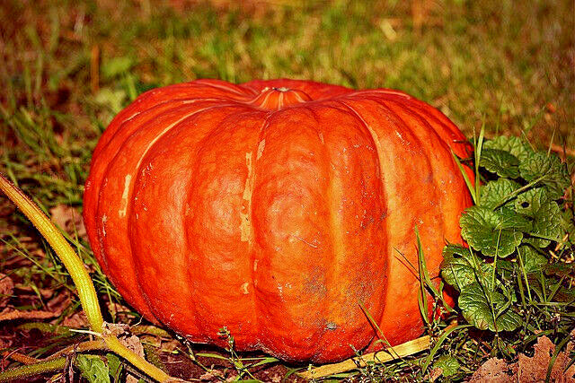 10 Pumpkin Cinderella Rogue Vif D'etampes Flat Red Orange Vegetable Seeds | www.seedsplantworld.com