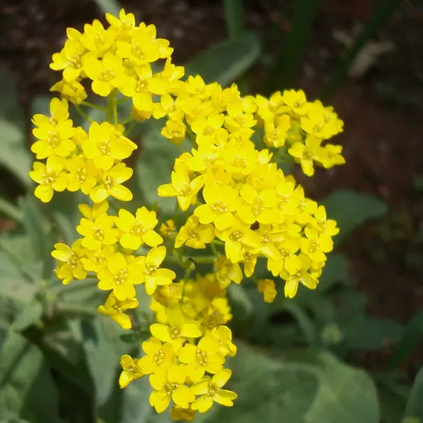 250 Basket Of Gold Alyssum Seeds Non-GMO Flower Seeds | www.seedsplantworld.com