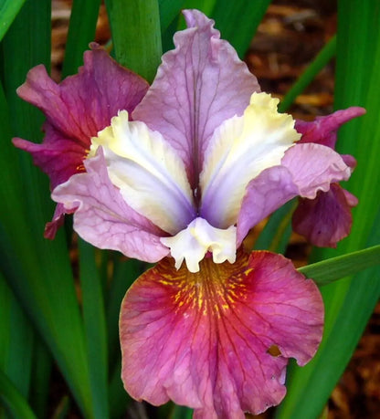 1 Cherry Fling Siberian Iris Bare Root Perennial Rhizome Delicately Ruffled Rooted Plant