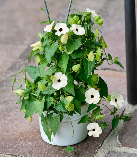 10 White Thunbergia Alata Vine Black Eyed Susan Vine Flower Seeds | www.seedsplantworld.com