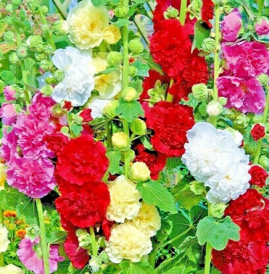 150 Giant Hollyhock Hummingbird Mix Spring Planting Flowers Borders Bees Flower Seeds | www.seedsplantworld.com