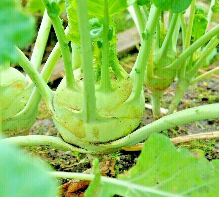 1000 Cabbage Kohlrabi Spring Microgreens Non-Gmo Salads Heirloom Vegetable Seeds | www.seedsplantworld.com