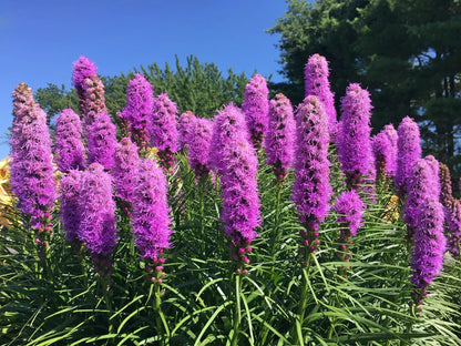 Liatris Spikata 100 Seeds